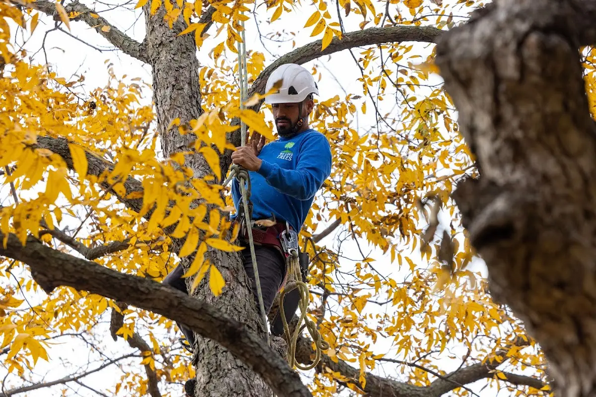 Skilled Storm Damage Cleanup crew working in Ney